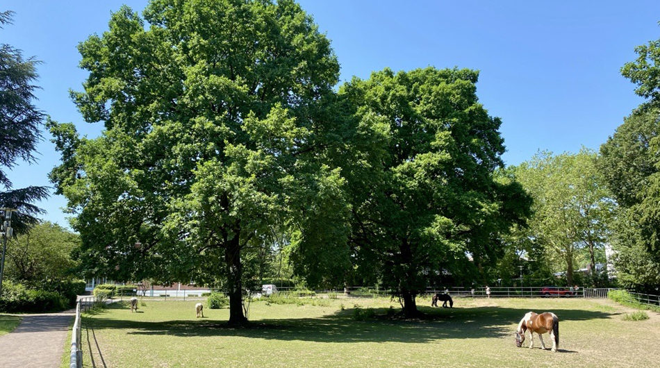 Diakonie Michaelshoven Haus 10 Park Große Bäume in einem Park, auf der Wiese stehen Pferde
