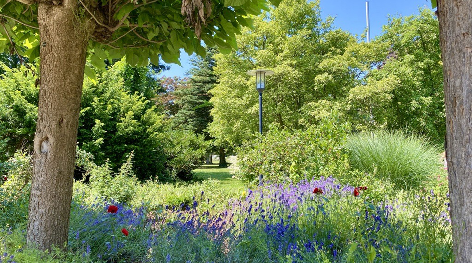 Diakonie Michaelshoven Haus 10 Park und Pflanzen Blühende Pflanzen und Bäume bei blauem Himmel