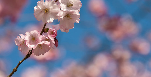Besucherführungen durch das "Diakonie-Veedel" Blüten