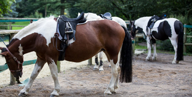 Ein Pferd aus dem Reitbereich Michaelshoven.