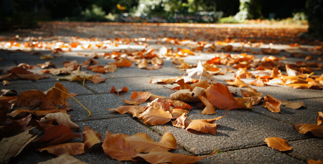 Parkführung Indian Summer