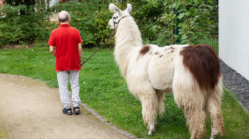 Ein Bewohner mit einem Lama im Garten des Thomas-Müntzer-Hauses