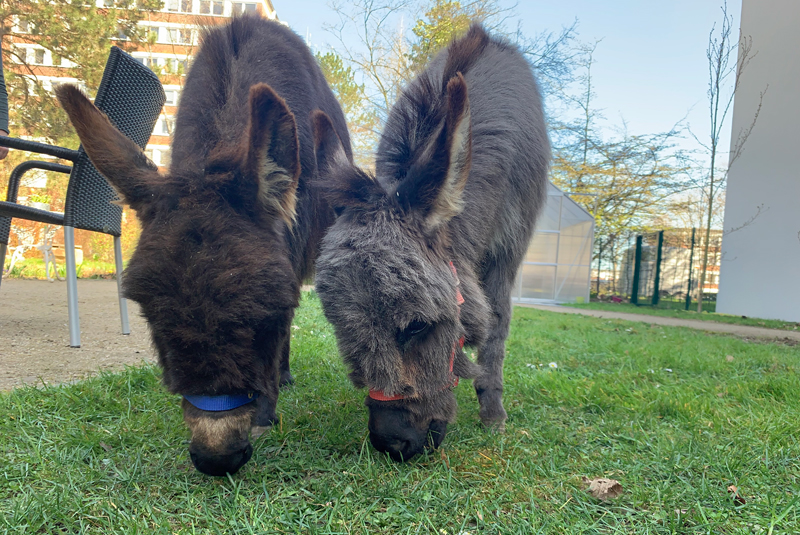 Esel besuchen die Senioren im Pflegeheim